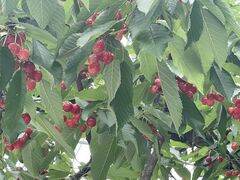 肳̂܂悵ʎւ̓eʐ^1