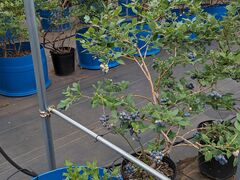 hidepȏ͌~Ru[x[艀ւ̓eʐ^1