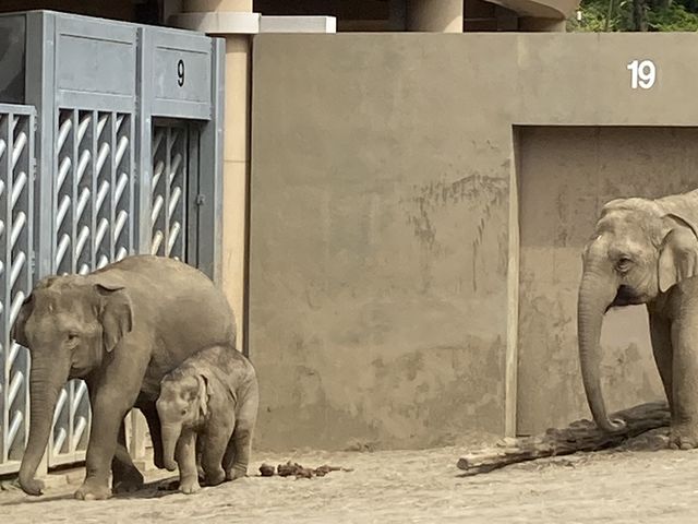 �]�E�̐Ԃ����Ƃ��ꂳ��_�~�R������