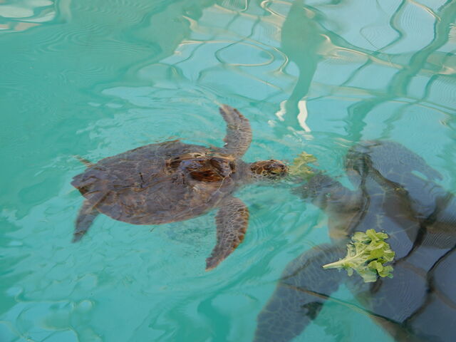 V񂳂̓̉w I󒬃E~K̓eʐ^1