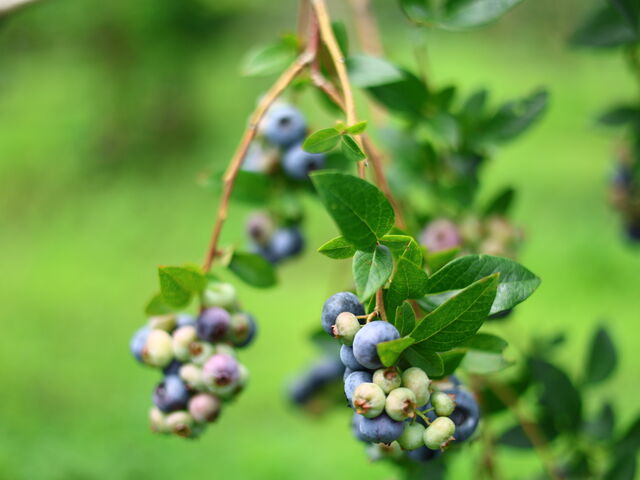 110{ʂ̖؂5嗱̃u[x[2ސHׂ܂B__Rĝ݂