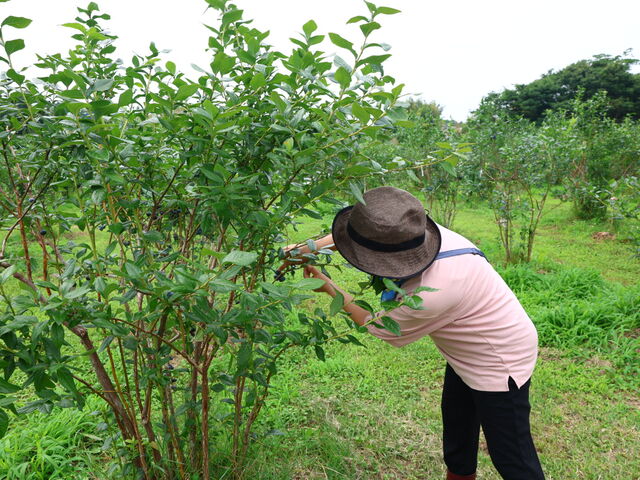 X傳񂪃u[x[̐H׍𒚔JɋĂ܂B__Rĝ݂