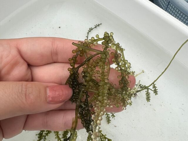 �C�Ԃǂ��d������_�C�Ԃǂ��������{�B��