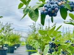 �܂�܂낳��̌b�_���E�ɓރt�@�[���ւ̓��e�ʐ^1