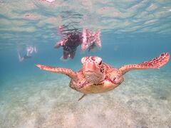 ڂԂ̋{Ó} GB QUESTւ̓eʐ^1