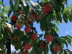 񂳂̂܂邹ʎւ̓eʐ^1