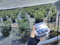 傤THE BLUE mountain berry farmւ̓eʐ^1