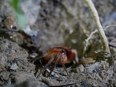 \ ADVENTURE PiPi̎ʐ^2