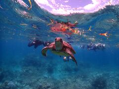 ۂ̃}T[rX@pb\ւ̓eʐ^1