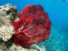 ۂ̃}T[rX@pb\ւ̓eʐ^2