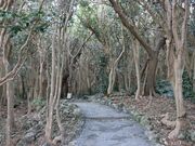 �������̊}�R�֌Q���с^�΂��̓��e�ʐ^4