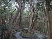 �������̊}�R�֌Q���с^�΂��̓��e�ʐ^5