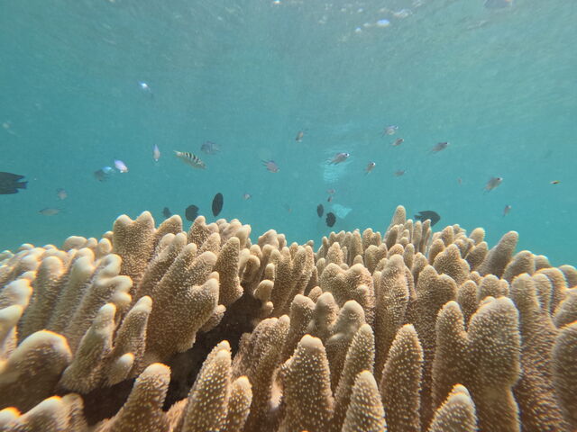 �C�̒�_�_�C�r���O�V���b�vTI.OCEAN