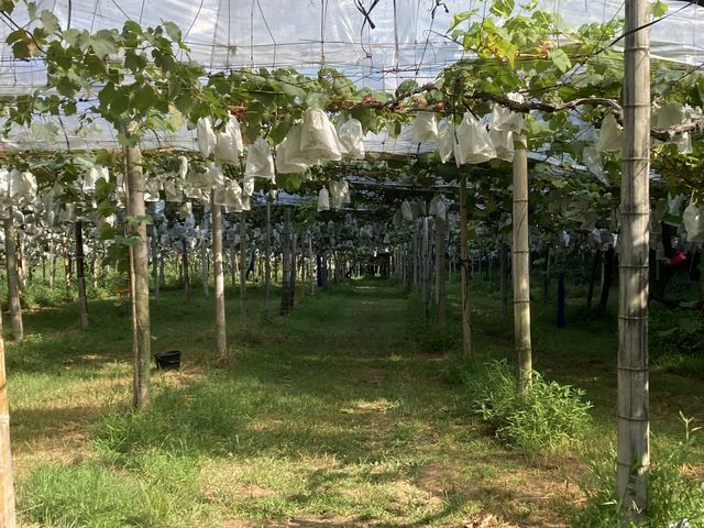 �Ԃǂ��������ς�_�͖�Ԃǂ���