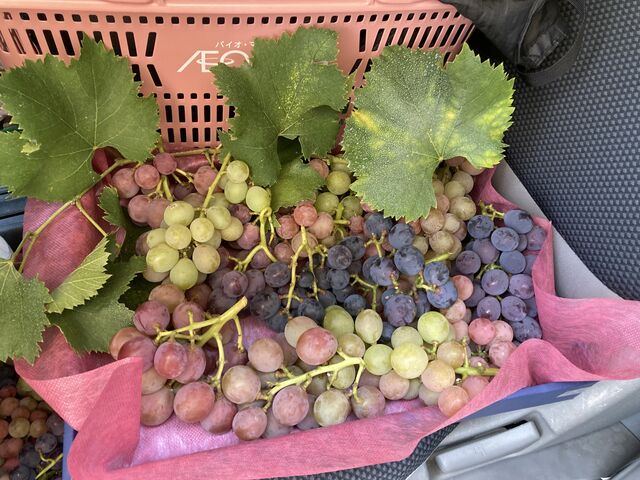 ���ǂ�̔��������Ԃǂ��ł���_�͖�Ԃǂ���