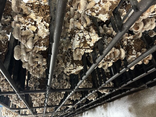 �Ⴂ�ʒu�ɂ���R�̒ő�������̂ŁA�q�ǂ��ł��\���y���߂܂��I_�A�X�^�l