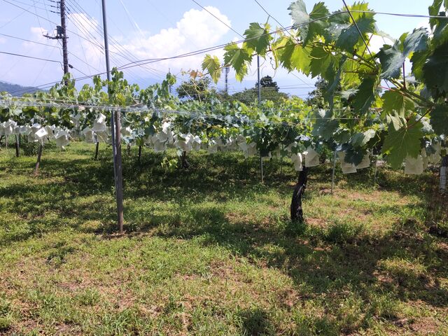 ݂񂳂̂ɂ܂_̓eʐ^3