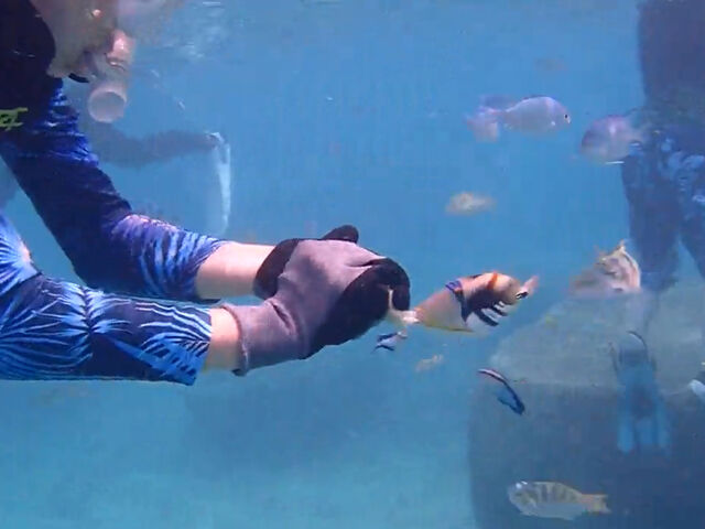 �O�̉��F�������ʔ��������ł�_�V�[�g���x���[