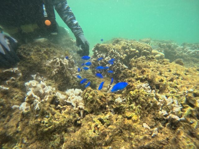 �a�����y���������ł�_CHILL DIVE