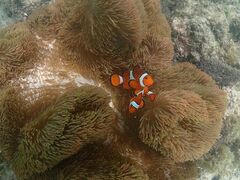 ^JV̋{blue܂ق΂ւ̓eʐ^1