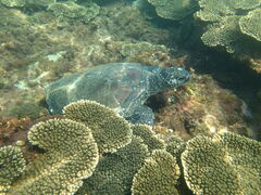 G~R̐-Vm[PKChX-ւ̓eʐ^1