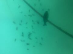 nN̂͂ЂۗVDCJւ̓eʐ^1