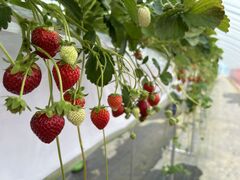 ɂ[MtDBerry@ւ̓eʐ^1