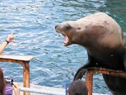 Ƃ񂳂̂鐅ق̓eʐ^1