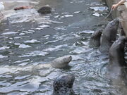 �Ƃ�����񂳂�̂����鐅���ق̓��e�ʐ^3