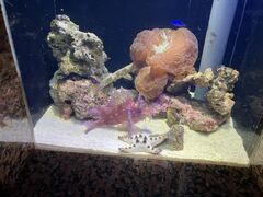 悳̏Í`[Cف`V[JXE~[WA`ւ̓eʐ^1