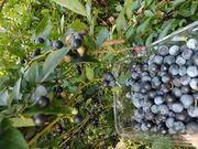 ṼAOt@[@u[x[_̓eʐ^1