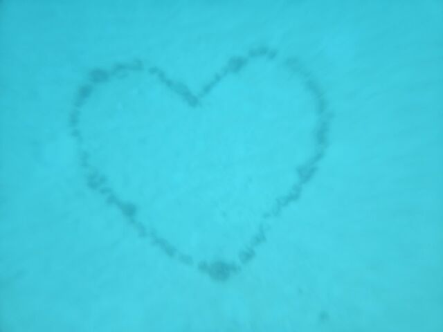 �C�̒��ɂ���n�[�g�}�[�N_�_�C�r���O�V���b�vTI.OCEAN