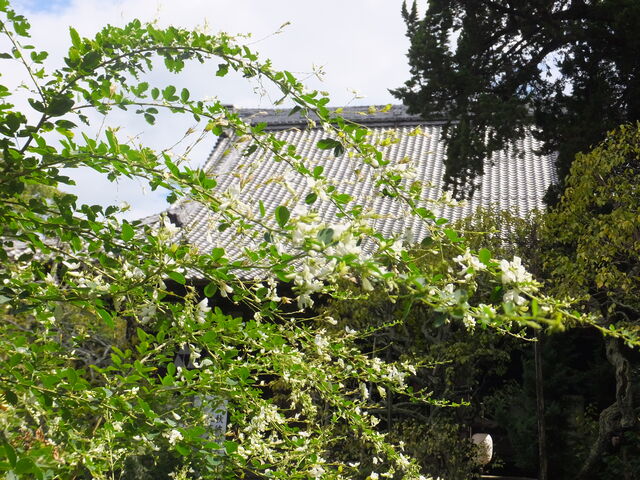 �����Ɩ{��_�����