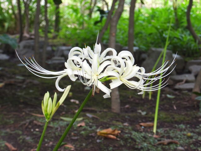 �����ފ݉�_�����