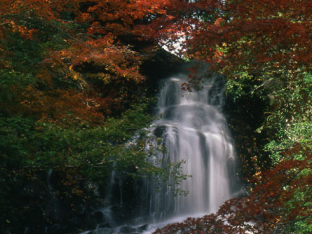 �Ȃ�����񂳂�̏�����̑�̓��e�ʐ^1