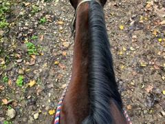 قږ|WeBȕtz[X`ւ̓eʐ^1