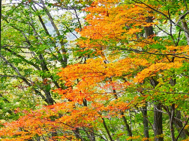 �V�����̓r���̍g�t�ł�_���Ð�k�J