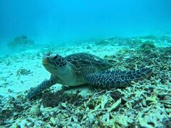 ΂悵OCEAN LIFEւ̓eʐ^1