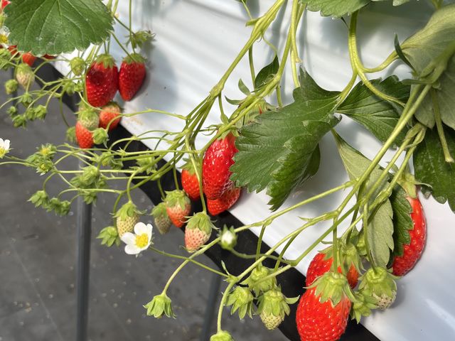 �^���Ԃł������Ȃ���������������_�T�j�[�_��