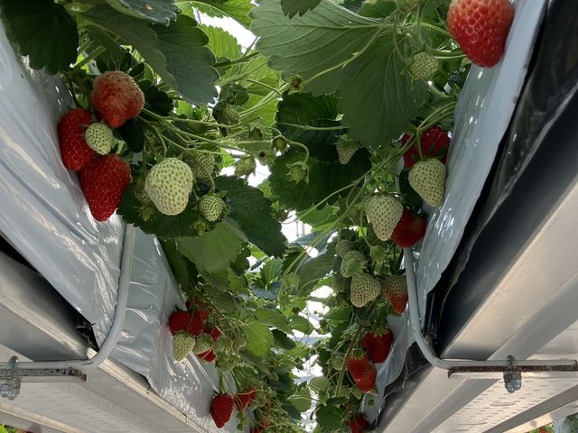 ��ϖ����ł�_Sugar Berry ���˂������_��