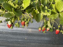 肩̃Xgx[h}ւ̓eʐ^1