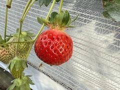 bulliphone̎C`Sւ̓eʐ^1