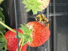 񂳂̎RԂǂւ̓eʐ^1