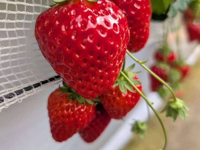 �ǂ������������^���Ԃ����I_���̂ה_��