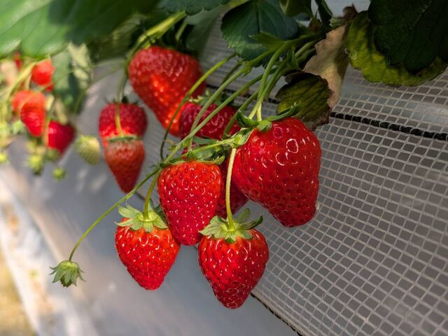 ��i�Ɖ��i�ɕ�����Ă��āA�Ƃ�₷���ł��I_���̂ה_��