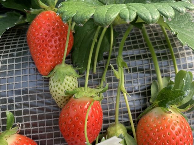 �傫�������낢��_䕉����߃n�E�X