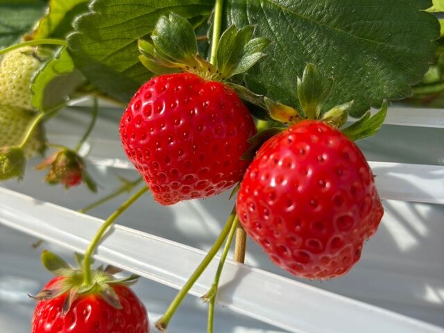 �Â��Ĕ������������ł��I�I_���񂫔_��