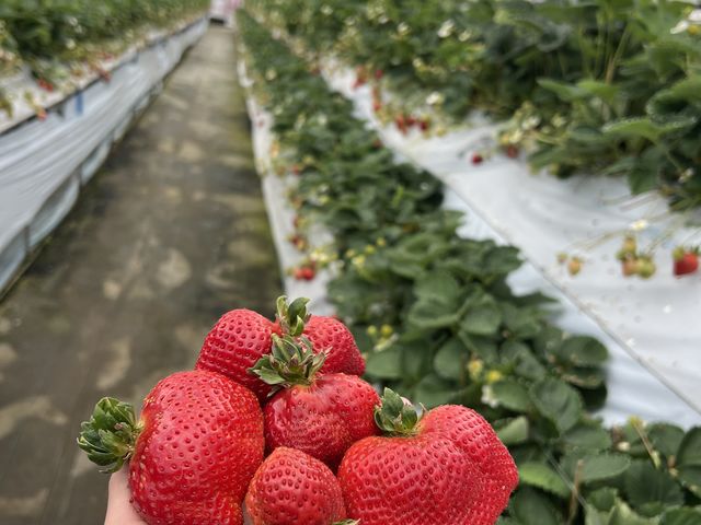 Big strawberries _�����C�`�S��