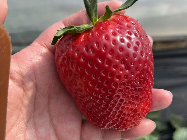 ������͏����߂̃C�`�S�ł�_MASHIKO�@STRAWBERRY�@FARM