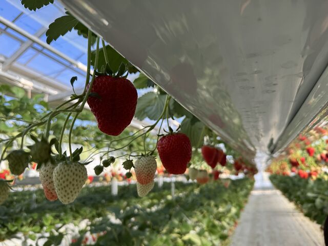 �V��̒I_�t�@�[������� �É͓X